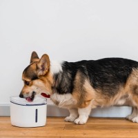 Поилка для животных Xiaomi Petoneer Smart Fresco Mini Plus Fountain (WF004)