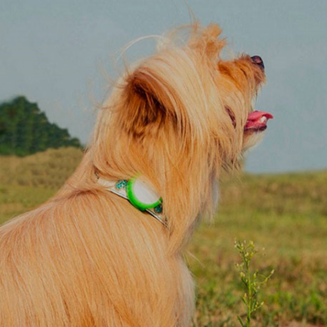 Умный медальон для собак Xiaomi Smart Dog Button Tag (XZOO-0003-11)