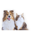 Товары для животных